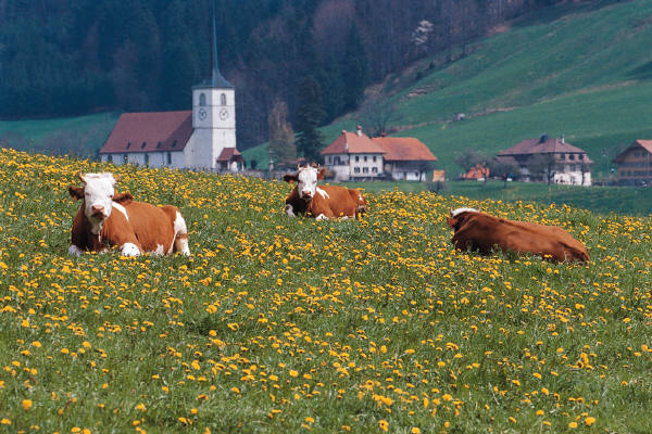 reiseversicherung.tc - Zu jeder Reise die passende Reiseversicherung